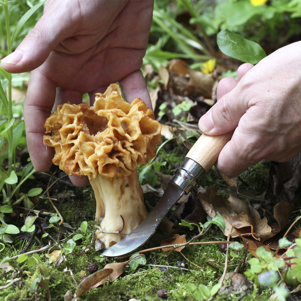 Mushroom being harvested from a bed of moss with the Opinel Mushroom Knife.